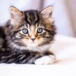 Wiiliam_Robert Profile Picture