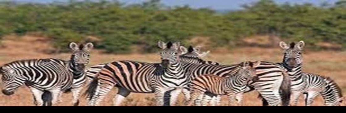 Kimgoni Tanzania Safaris Cover Image