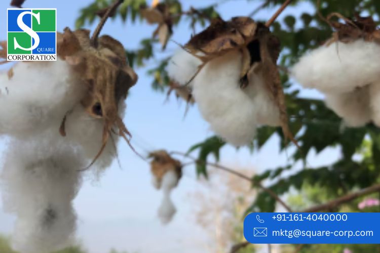 Punjab Yarn Powerhouses Driving Global Exports