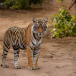 Pench Booking Wildlife Adventure India Profile Picture
