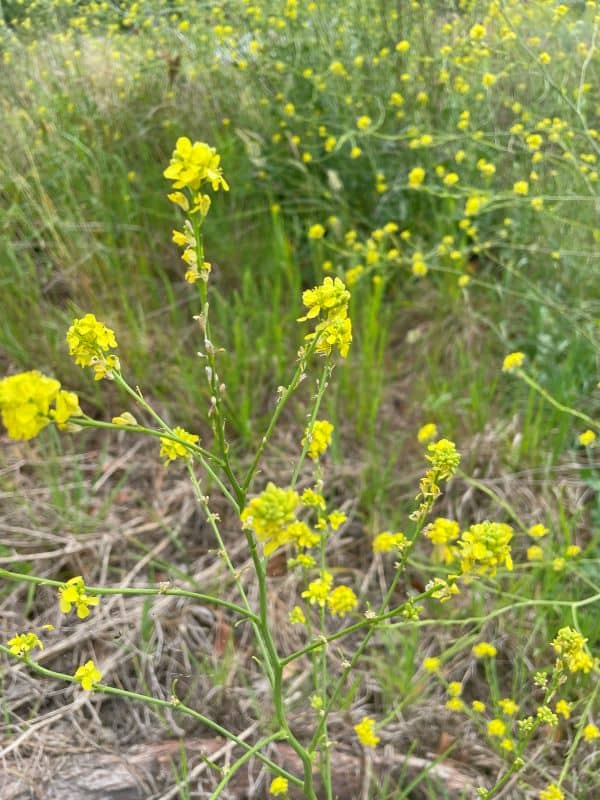 Buchan Weed - GILBA SOLUTIONS
